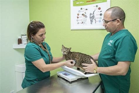 veterinarians in the villages florida|The Best 10 Veterinarians near The Villages, FL 32162 .